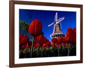 Tulips blooming on field against De Zwaan Windmill in Windmill Island Gardens, Holland, Michigan...-null-Framed Photographic Print