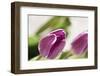 Tulips, Blossoms, Leaves-Nikky Maier-Framed Photographic Print