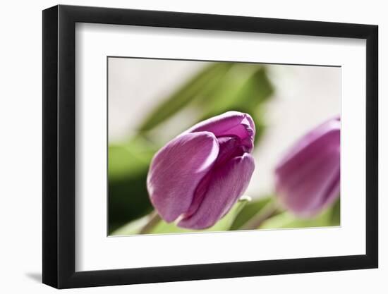 Tulips, Blossoms, Leaves-Nikky Maier-Framed Photographic Print