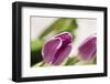 Tulips, Blossoms, Leaves-Nikky Maier-Framed Photographic Print