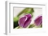 Tulips, Blossoms, Leaves-Nikky Maier-Framed Photographic Print