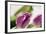 Tulips, Blossoms, Leaves-Nikky Maier-Framed Photographic Print