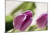 Tulips, Blossoms, Leaves-Nikky Maier-Mounted Photographic Print