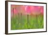 Tulips, Blossoms, Pink, Blossom, Blur, Tulpia, Blossom, Blossoms, Petals, Flowers-Herbert Kehrer-Framed Photographic Print