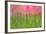 Tulips, Blossoms, Pink, Blossom, Blur, Tulpia, Blossom, Blossoms, Petals, Flowers-Herbert Kehrer-Framed Photographic Print