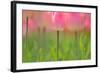 Tulips, Blossoms, Pink, Blossom, Blur, Tulpia, Blossom, Blossoms, Petals, Flowers-Herbert Kehrer-Framed Photographic Print