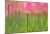 Tulips, Blossoms, Pink, Blossom, Blur, Tulpia, Blossom, Blossoms, Petals, Flowers-Herbert Kehrer-Mounted Photographic Print