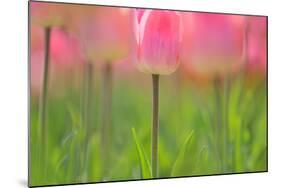 Tulips, Blossoms, Pink, Blossom, Blur, Tulpia, Blossom, Blossoms, Petals, Flowers-Herbert Kehrer-Mounted Photographic Print