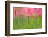 Tulips, Blossoms, Pink, Blossom, Blur, Tulpia, Blossom, Blossoms, Petals, Flowers-Herbert Kehrer-Framed Photographic Print