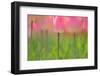 Tulips, Blossoms, Pink, Blossom, Blur, Tulpia, Blossom, Blossoms, Petals, Flowers-Herbert Kehrer-Framed Photographic Print