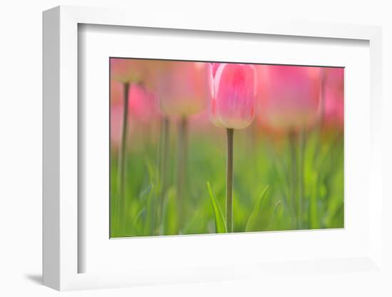 Tulips, Blossoms, Pink, Blossom, Blur, Tulpia, Blossom, Blossoms, Petals, Flowers-Herbert Kehrer-Framed Photographic Print