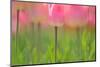 Tulips, Blossoms, Pink, Blossom, Blur, Tulpia, Blossom, Blossoms, Petals, Flowers-Herbert Kehrer-Mounted Photographic Print