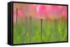Tulips, Blossoms, Pink, Blossom, Blur, Tulpia, Blossom, Blossoms, Petals, Flowers-Herbert Kehrer-Framed Stretched Canvas
