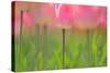Tulips, Blossoms, Pink, Blossom, Blur, Tulpia, Blossom, Blossoms, Petals, Flowers-Herbert Kehrer-Stretched Canvas