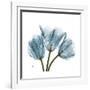 Tulips Blue-Albert Koetsier-Framed Premium Giclee Print