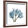 Tulips Blue-Albert Koetsier-Framed Premium Giclee Print