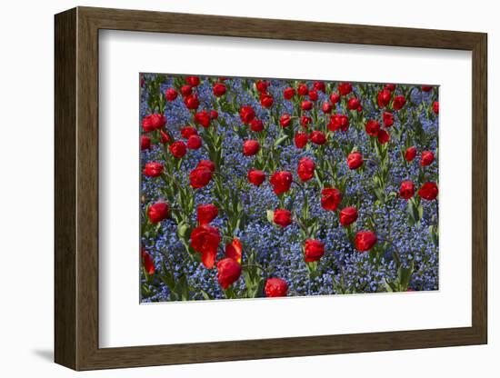 Tulips, Botanic Gardens, Hagley Park, Christchurch, Canterbury, South Island, New Zealand-David Wall-Framed Photographic Print