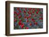 Tulips, Botanic Gardens, Hagley Park, Christchurch, Canterbury, South Island, New Zealand-David Wall-Framed Photographic Print