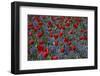 Tulips, Botanic Gardens, Hagley Park, Christchurch, Canterbury, South Island, New Zealand-David Wall-Framed Photographic Print