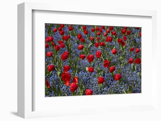 Tulips, Botanic Gardens, Hagley Park, Christchurch, Canterbury, South Island, New Zealand-David Wall-Framed Photographic Print