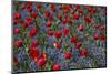 Tulips, Botanic Gardens, Hagley Park, Christchurch, Canterbury, South Island, New Zealand-David Wall-Mounted Photographic Print