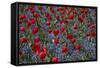 Tulips, Botanic Gardens, Hagley Park, Christchurch, Canterbury, South Island, New Zealand-David Wall-Framed Stretched Canvas