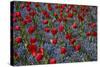 Tulips, Botanic Gardens, Hagley Park, Christchurch, Canterbury, South Island, New Zealand-David Wall-Stretched Canvas