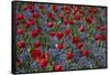 Tulips, Botanic Gardens, Hagley Park, Christchurch, Canterbury, South Island, New Zealand-David Wall-Framed Stretched Canvas