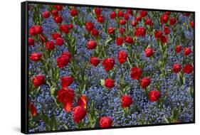 Tulips, Botanic Gardens, Hagley Park, Christchurch, Canterbury, South Island, New Zealand-David Wall-Framed Stretched Canvas