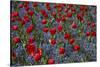 Tulips, Botanic Gardens, Hagley Park, Christchurch, Canterbury, South Island, New Zealand-David Wall-Stretched Canvas