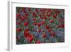 Tulips, Botanic Gardens, Hagley Park, Christchurch, Canterbury, South Island, New Zealand-David Wall-Framed Photographic Print