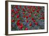 Tulips, Botanic Gardens, Hagley Park, Christchurch, Canterbury, South Island, New Zealand-David Wall-Framed Photographic Print