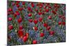 Tulips, Botanic Gardens, Hagley Park, Christchurch, Canterbury, South Island, New Zealand-David Wall-Mounted Photographic Print