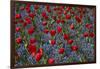 Tulips, Botanic Gardens, Hagley Park, Christchurch, Canterbury, South Island, New Zealand-David Wall-Framed Photographic Print