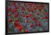 Tulips, Botanic Gardens, Hagley Park, Christchurch, Canterbury, South Island, New Zealand-David Wall-Framed Photographic Print