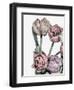 Tulips Bright 2-Design Fabrikken-Framed Photographic Print
