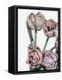 Tulips Bright 2-Design Fabrikken-Framed Stretched Canvas