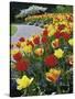 Tulips Buchart Garden Victoria British Columbia, Canada-null-Stretched Canvas