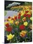 Tulips Buchart Garden Victoria British Columbia, Canada-null-Mounted Photographic Print