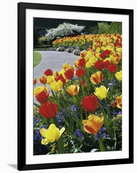 Tulips Buchart Garden Victoria British Columbia, Canada-null-Framed Photographic Print