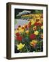 Tulips Buchart Garden Victoria British Columbia, Canada-null-Framed Photographic Print