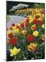 Tulips Buchart Garden Victoria British Columbia, Canada-null-Mounted Photographic Print