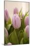 Tulips, Bunch, Bouquet, Blossoms, Leaves-Nikky Maier-Mounted Photographic Print