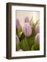 Tulips, Bunch, Bouquet, Blossoms, Leaves-Nikky Maier-Framed Photographic Print