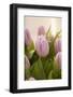 Tulips, Bunch, Bouquet, Blossoms, Leaves-Nikky Maier-Framed Photographic Print