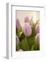 Tulips, Bunch, Bouquet, Blossoms, Leaves-Nikky Maier-Framed Photographic Print