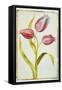 Tulips, C.1675-Nicolas Robert-Framed Stretched Canvas