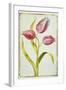 Tulips, C.1675-Nicolas Robert-Framed Giclee Print