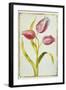 Tulips, C.1675-Nicolas Robert-Framed Giclee Print