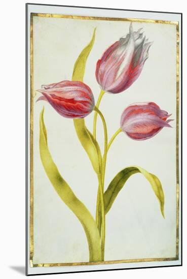 Tulips, C.1675-Nicolas Robert-Mounted Giclee Print